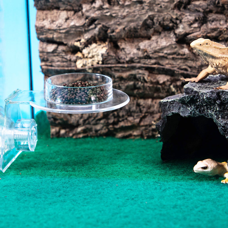 Acrylic Crawling Pet Feeding W - Water Dish Reptile review and price