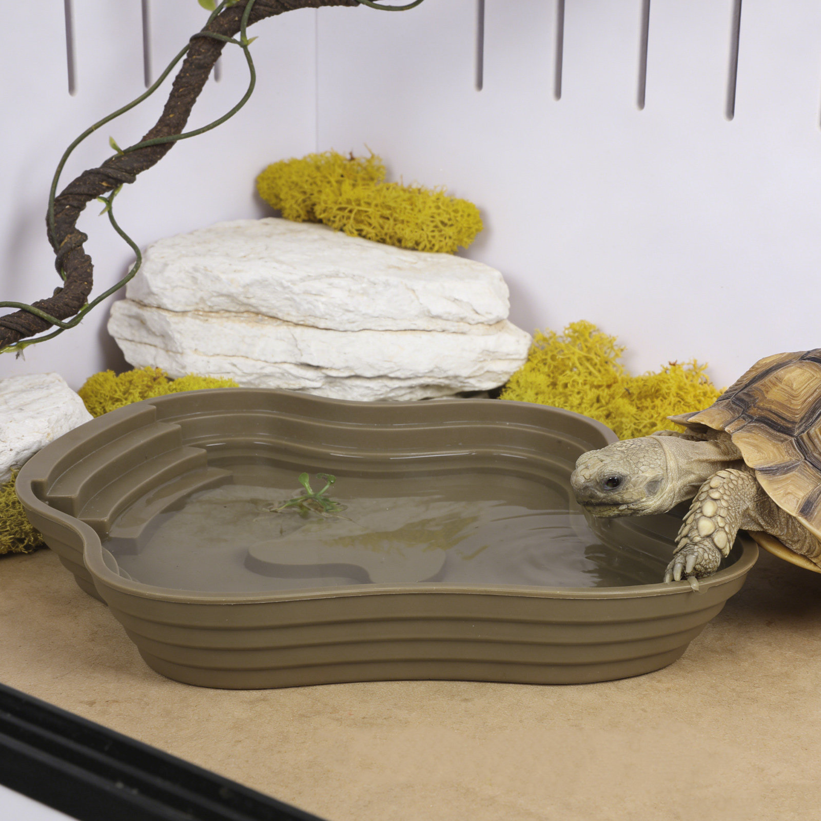 Large Turtle Reptile Bathing P - Water Dish Reptile review and price