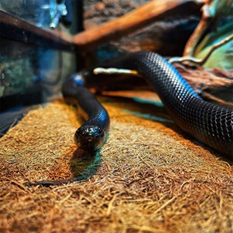 Reptile Carpet Mat 19.7x11.8in - Substrate Coconut Fiber review and price