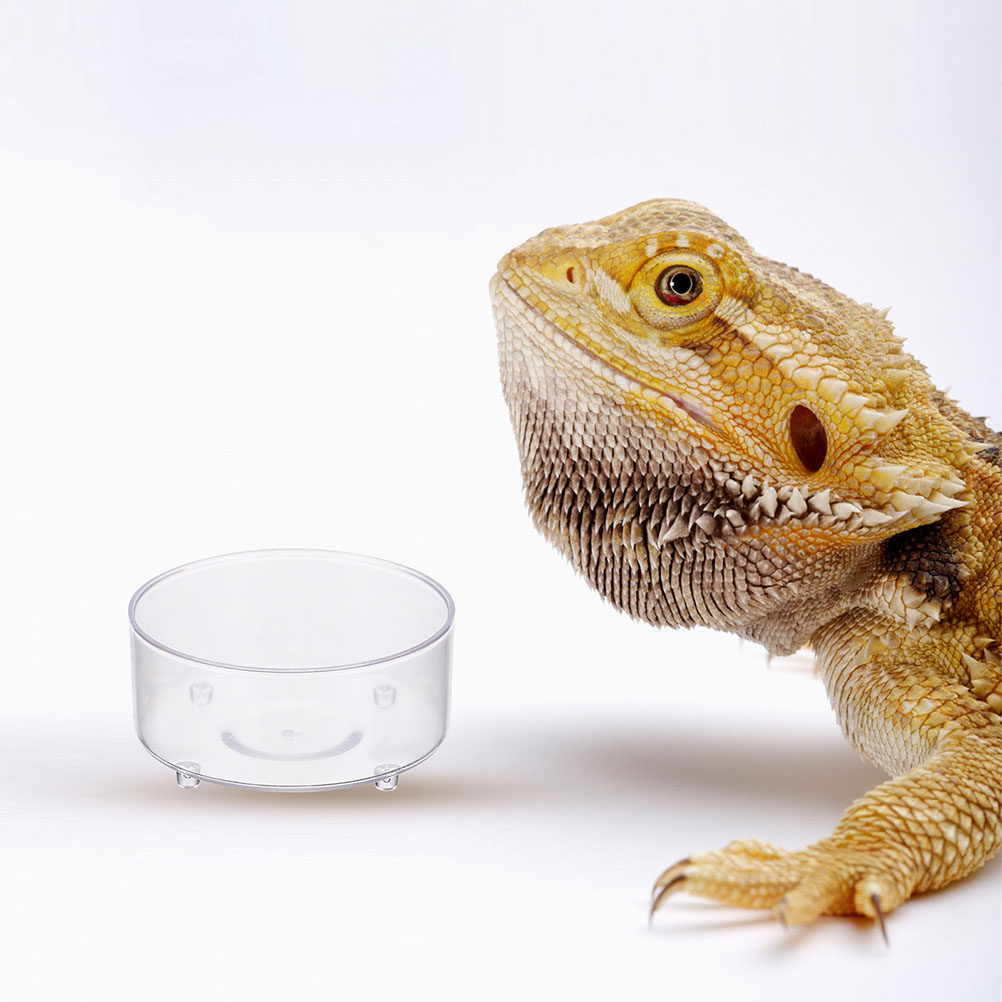10Pcs Acrylic Reptile Food Dis - Water Dish Reptile review and price