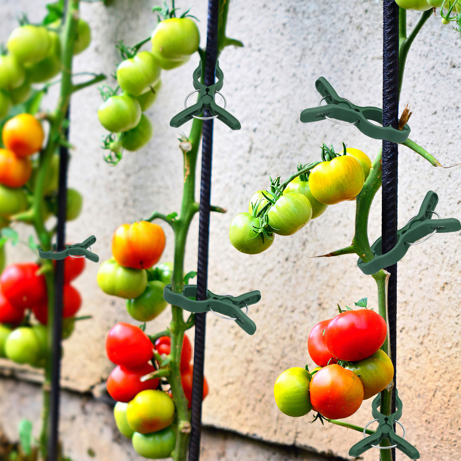50Pcs Plastic Garden Plant Cli - Vine Climbing Plastic review and price